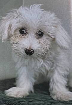 Rescue Coton De Tulear Dogs for Adoption in Fort Madison, Iowa - Twink | PetCurious