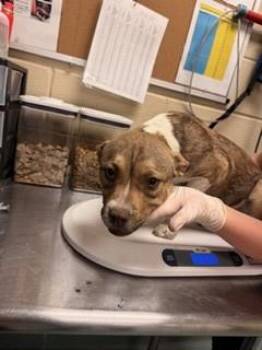 Pit Bull Terrier and Mixed Breed Dogs Available for Adoption - Lisa | PetCurious