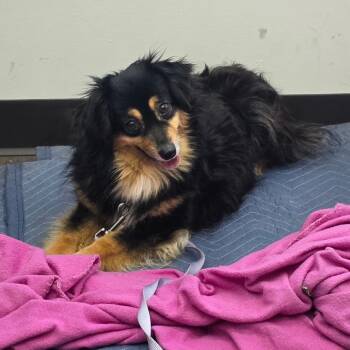 Mixed Breed Dogs Available for Adoption - Emmy Lou | PetCurious