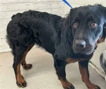 JANICE -  Rottweiler Dog for Adoption in San Bernardino, California - JANICE | PetCurious