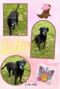 Terrier and Mixed Breed Dogs Available for Adoption in Blountville, Tennessee - Dolly Aka Daisy Mae | PetCurious