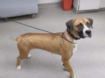 FINESSE -  Boxer and Mixed Breed Dog for Adoption in Omaha, Nebraska - FINESSE | PetCurious