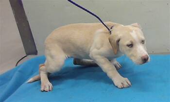 Staffordshire Bull Terrier and Mixed Breed Dogs Available for Adoption - POCAHONTAS | PetCurious