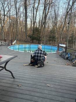 German Shepherd Dog Dogs Available for Adoption - Turbo | PetCurious