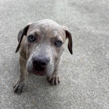 Rogue -  Pit Bull Terrier Dog for Adoption in Oceanside, New York - Rogue | PetCurious