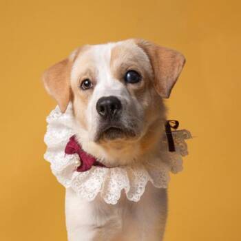 Kora -  Mixed Breed Dog for Adoption in Atlanta, Georgia - Kora | PetCurious