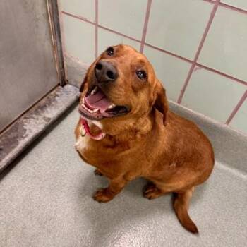 Hound and Mixed Breed Dogs Available for Adoption in Richmond, Virginia - Prentiss | PetCurious