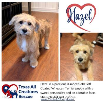 Hazel -  Wheaten Terrier Dog for Adoption in Alvarado, Texas - Hazel | PetCurious