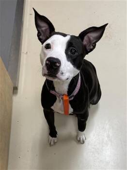 Rescue Pit Bull Terrier Dogs for Adoption in Aliquippa, Pennsylvania - IRIS | PetCurious