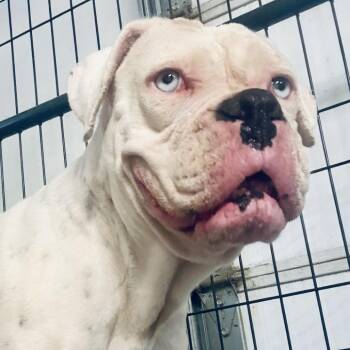 Clover -  Boxer Dog for Adoption in Woodinville, Washington - Clover | PetCurious