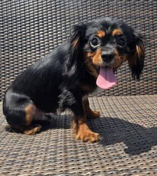 Cavalier King Charles Spaniel Dogs Available for Adoption in Malvern, Pennsylvania - Percy | PetCurious