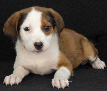 Woofie Goldberg -  Hound and Boxer Dog Available for Adoption in Newland, North Carolina - Woofie Goldberg | PetCurious