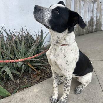 Rescue Great Dane and Australian Cattle Dog Blue Heeler Dogs for Adoption in Bakersfield, California - Sparkle | PetCurious