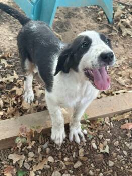 Apple the Pyrenees Mix Pup -  Great Pyrenees and Border Collie Dog for Adoption in Muskego, Wisconsin - Apple The Pyrenees Mix Pup | PetCurious