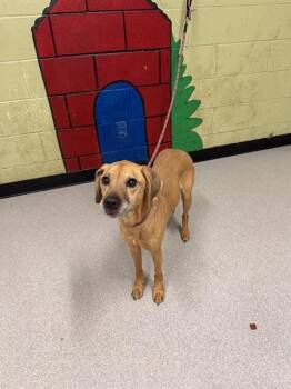 Rescue Black And Tan Coonhound Dogs for Adoption in Indianapolis, Indiana - JADLYNN | PetCurious