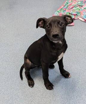 Giovanni -  Labrador Retriever and Mixed Breed Dog for Adoption in Taylorsville, North Carolina - Giovanni | PetCurious