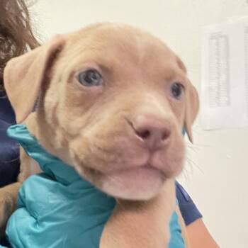 Mixed Breed Dogs Available for Adoption in Charleston, West Virginia - Apollo Maximus | PetCurious