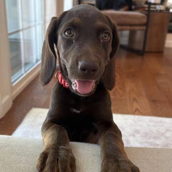 Tuesday -  Labrador Retriever Dog for Adoption in Charlotte, North Carolina - Tuesday | PetCurious