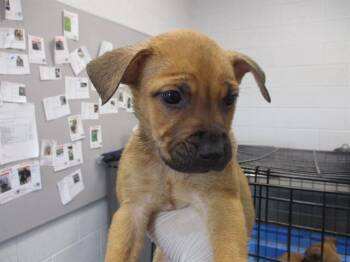 FENDY -  Black Mouth Cur Dog for Adoption in Ocala, Florida - FENDY | PetCurious
