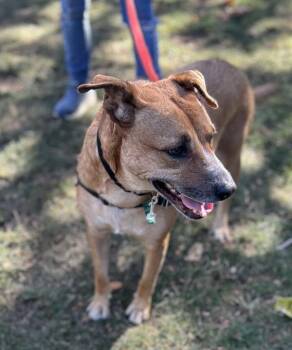 Rubix Cube -  Australian Cattle Dog Blue Heeler Dog for Adoption in Vancouver, Washington - Rubix Cube | PetCurious