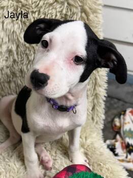 Rescue American Staffordshire Terrier and Jack Russell Terrier Dogs for Adoption in Modesto, California - Jayla | PetCurious