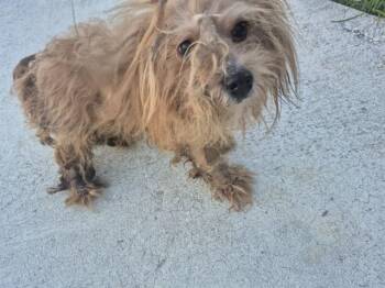 Maltese and Yorkshire Terrier Dogs Available for Adoption in St. Cloud, Florida - PINTO | PetCurious