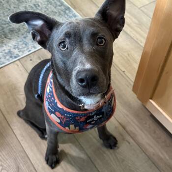 Rescue Pit Bull Terrier Dogs for Adoption in Minneapolis, Minnesota - Bella | PetCurious