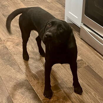 Rescue Labrador Retriever Dogs for Adoption in Denton, Texas - June | PetCurious