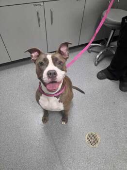 Mixed Breed Dogs Available for Adoption in Sevierville, Tennessee - Eclipse | PetCurious