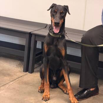 Kaido -  Doberman Pinscher Dog for Adoption in Tampa, Florida - Kaido | PetCurious