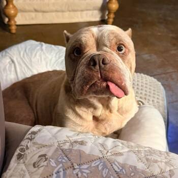 Peaches -  English Bulldog and American Bully Dog for Adoption in New Orleans, Louisiana - Peaches | PetCurious