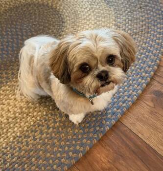 Lil Dickens CP -  Shih Tzu Dog for Adoption in Columbia, Tennessee - Lil Dickens CP | PetCurious