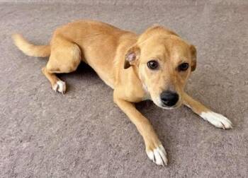 Terrier Dogs Available for Adoption in Brentwood, Missouri - ELLIE | PetCurious