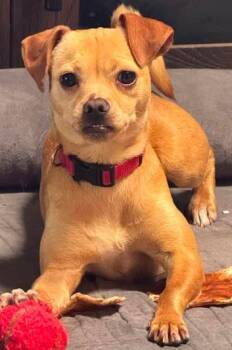 BRANDY -  Chihuahua Dog for Adoption in San Antonio, Texas - BRANDY | PetCurious