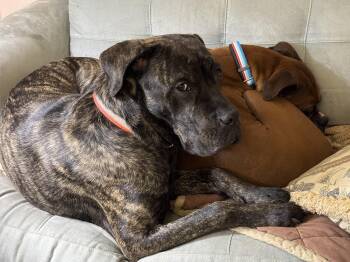 Rescue Presa Canario and Mastiff Dogs for Adoption in Buford, Georgia - Malibu | PetCurious