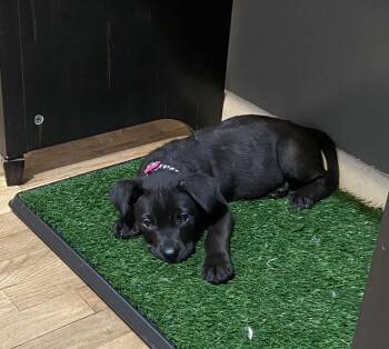 Joann -  Mixed Breed Dog for Adoption - Joann | PetCurious