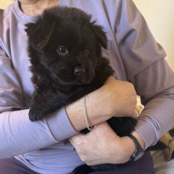 Chow Chow and Black Labrador Retriever Dogs Available for Adoption in Parker, Colorado - 574 (2026) Chunk | PetCurious