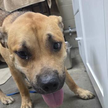 Poncho -  Yellow Labrador Retriever and Pit Bull Terrier Dog for Adoption in Madisonville, Kentucky - Poncho | PetCurious