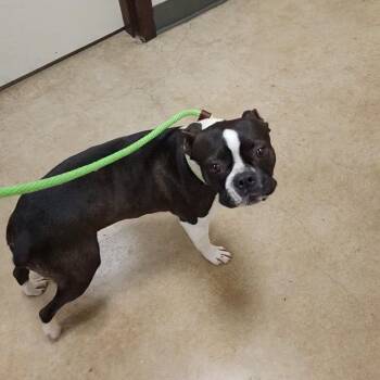 Boston Terrier Dogs Available for Adoption - Dolly | PetCurious
