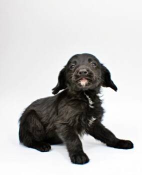 Poodle and Mixed Breed Dogs Available for Adoption in Morton Grove, Illinois - Eliza | PetCurious