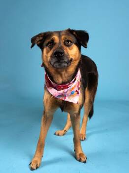 Jean -  Shepherd and Mixed Breed Dog for Adoption in Atlanta, Georgia - Jean | PetCurious