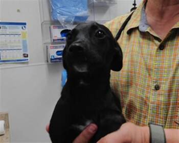 VENUS -  Dachshund and Mixed Breed Dog for Adoption in Albuquerque, New Mexico - VENUS | PetCurious