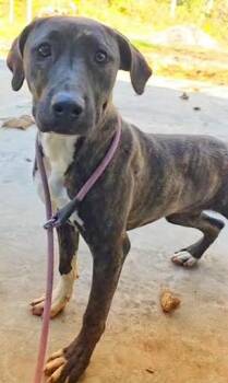 Rescue Whippet Dogs for Adoption in Gardiner, New York - Natalie | PetCurious