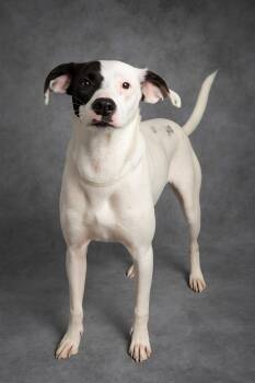 Rescue Hound and Pointer Dogs for Adoption in Hardeeville, South Carolina - Tillie Cheese | PetCurious