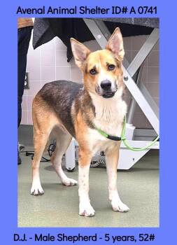 D.J. -  German Shepherd Dog Dog for Adoption in Avenal, California - D.J. | PetCurious