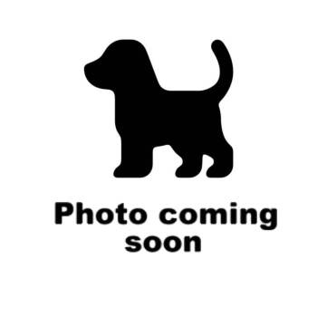 Freya -  German Shepherd Dog Dog for Adoption in Gadsden, Alabama - Freya | PetCurious