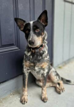 Patsy -  Australian Cattle Dog Blue Heeler Dog Available for Adoption in Lakewood Ranch, Florida - Patsy | PetCurious