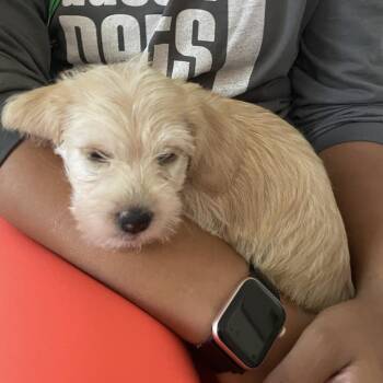 Besitos -  Schnauzer and Poodle Dog for Adoption in Austin, Texas - Besitos | PetCurious