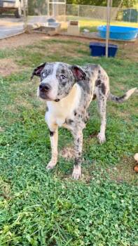 Parker *foster/adopter needed Sept 21* -  Great Dane and Catahoula Leopard Dog Dog for Adoption in Minneapolis, Minnesota - Parker *foster/adopter Needed Sept 21* | PetCurious