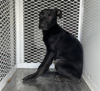 Doberman Pinscher and Mixed Breed Dogs Available for Adoption - GOOSE | PetCurious